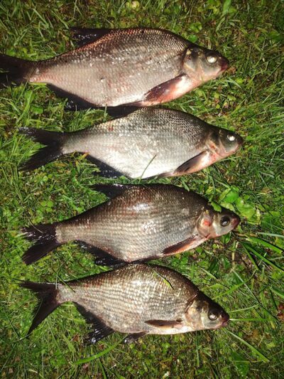 Carp bream ×4 — Zalvė