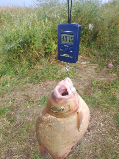 Carp bream — Neman River