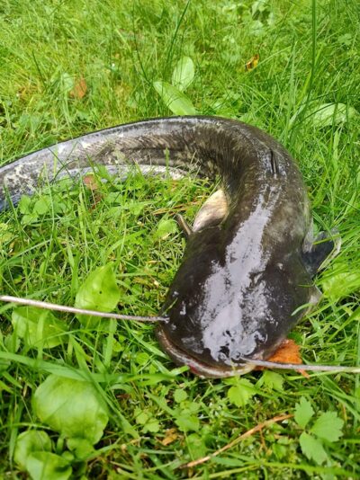 Wels catfish — Zalvė