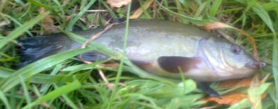 Tench — Pakumulšių I-asis