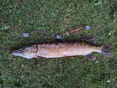 Northern Pike — Sartai