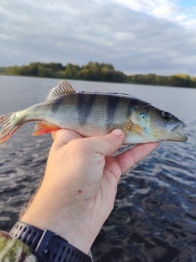 Eurasian perch — Sartai