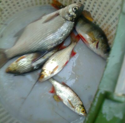 Silver Bream — Pakumulšių II-asis