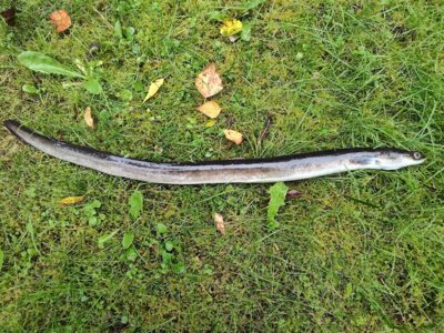 European eel — Sartai