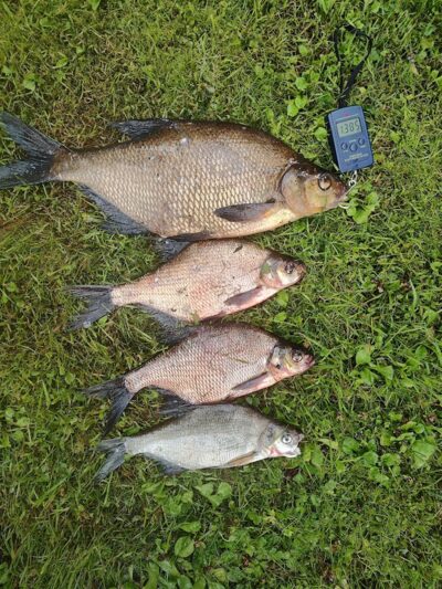 Carp bream ×4 — Zalvė