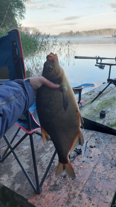 Carp bream, 2.0 kg