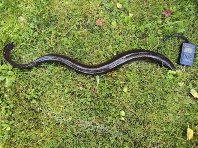 European eel — Sartai