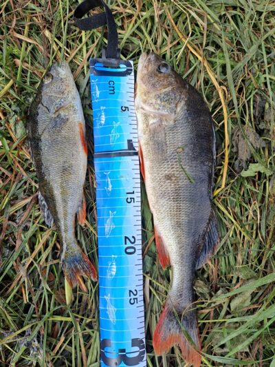 Eurasian perch ×2 — Bitežeris