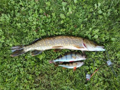 Northern Pike — Sartai
