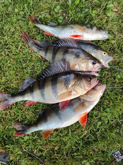 Eurasian perch ×6 — Sartai