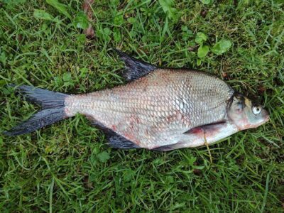 Carp bream — Sartai