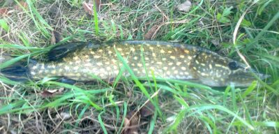 Northern Pike, 1.0 kg — Pakumulšių I-asis