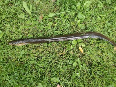European eel — Sartai