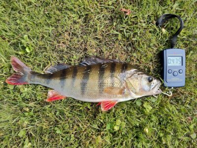 Eurasian perch, 0.4 kg — Sartai