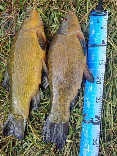 Tench ×2 — Bitežeris
