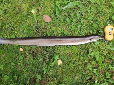 European eel — Sartai