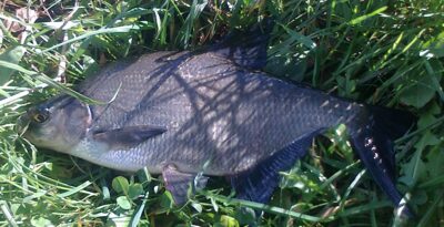 Carp bream, 0.6 kg — Pakumulšių I-asis