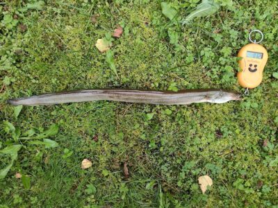 European eel — Sartai