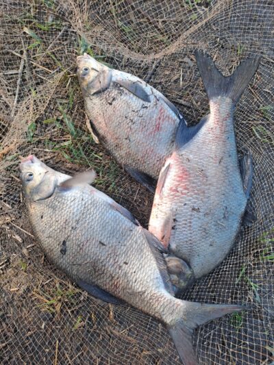 Carp bream — ATMATA