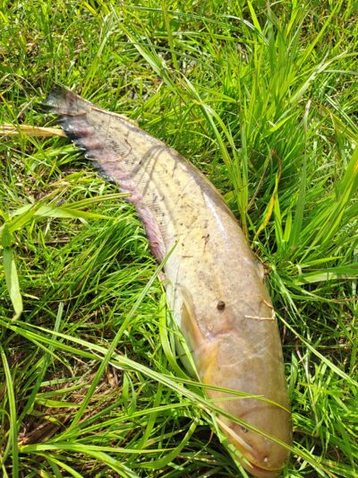 Wels catfish — Neman River