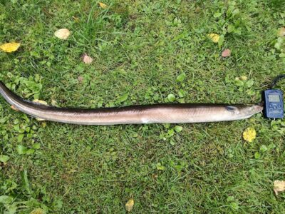 European eel — Sartai