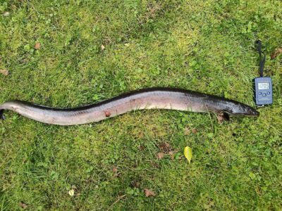 European eel — Sartai