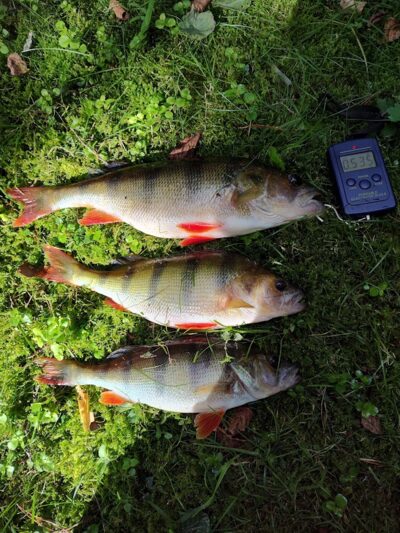 Eurasian perch ×3 — Sartai