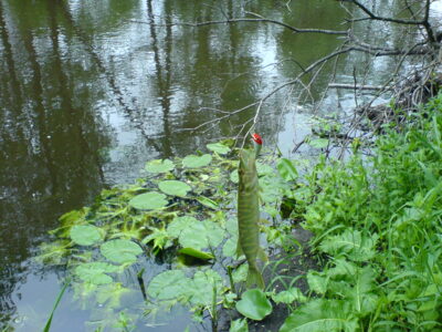 Northern Pike — Merkys