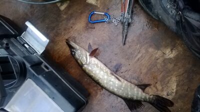 Northern Pike ×3