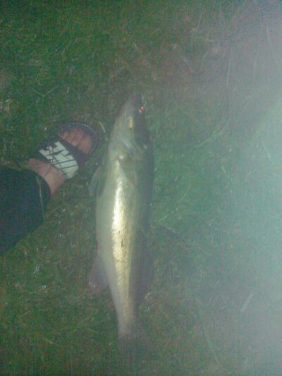 Pike perch, 3.5 kg — Grinkiškio