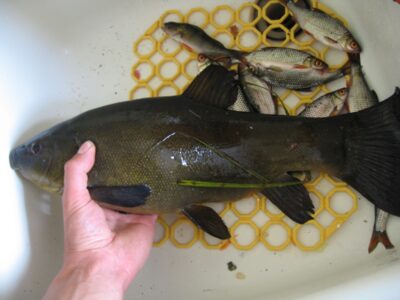 Tench, 1.7 kg — Mastis