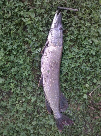 Northern Pike, 2.5 kg — Dūkštas