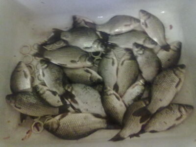 Prussian carp ×20 — Skudutis