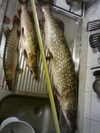 Northern Pike, 4.0 kg — Klaipėdos