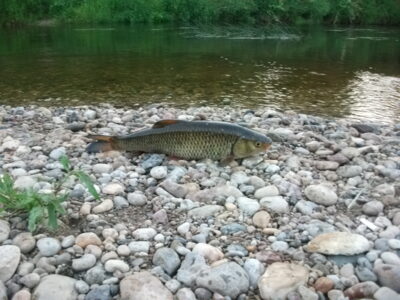 chub, 0.8 kg — Nevėžis