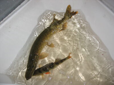 Northern Pike, 1.6 kg