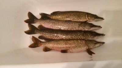 Northern Pike, 4.8 kg