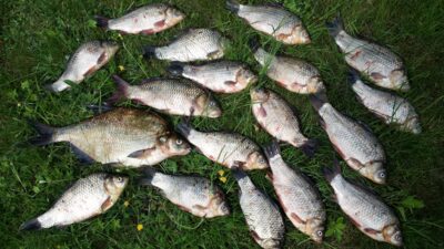 Crucian carp ×18
