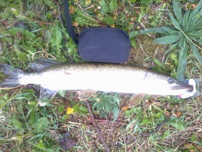 Northern Pike, 2.5 kg