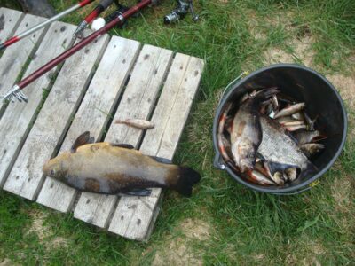 Tench