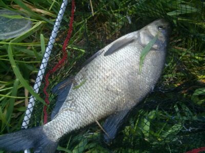 Carp bream, 1.8 kg