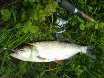 Asp, 1.5 kg — Neris River