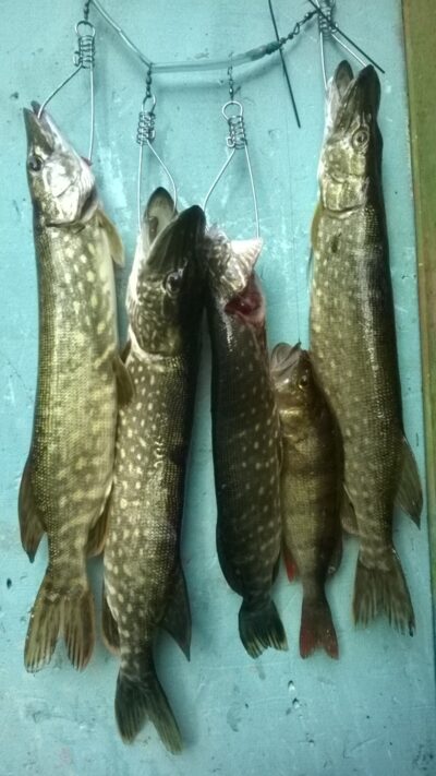 Northern Pike ×7