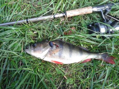 Eurasian perch, 0.3 kg — Luka