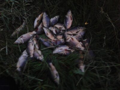 Carp ×38 — Vaidatonių