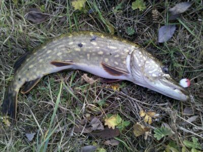 Northern Pike, 2.2 kg — Dysnai