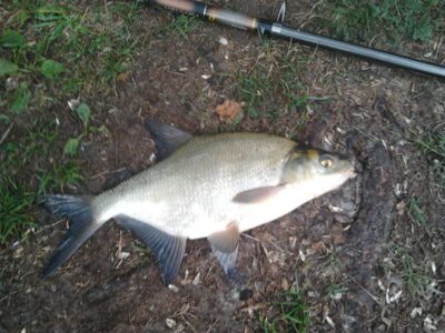 Carp bream, 0.7 kg — Antakalnio II-asis