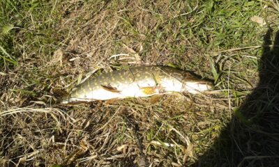 Northern Pike — Danė