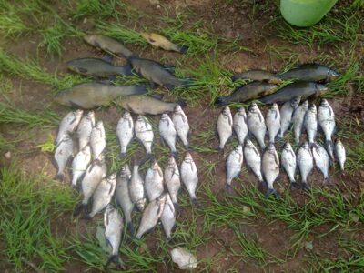 Tench ×10