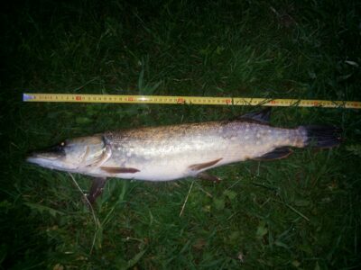 Northern Pike, 1.8 kg — Naudžių
